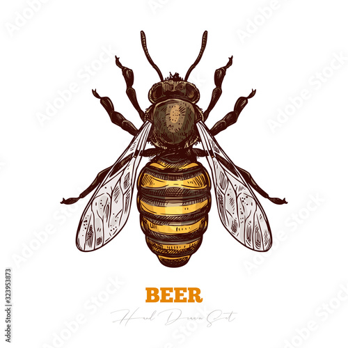 Hand darwn vector of honey bee isolated on white. Sketch color engraving illustration of insect. Engraving illustration for beekeeping and apiculture farm