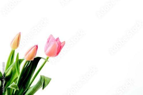 Beautiful bouquet tulips on white background © 1981 Rustic Studio