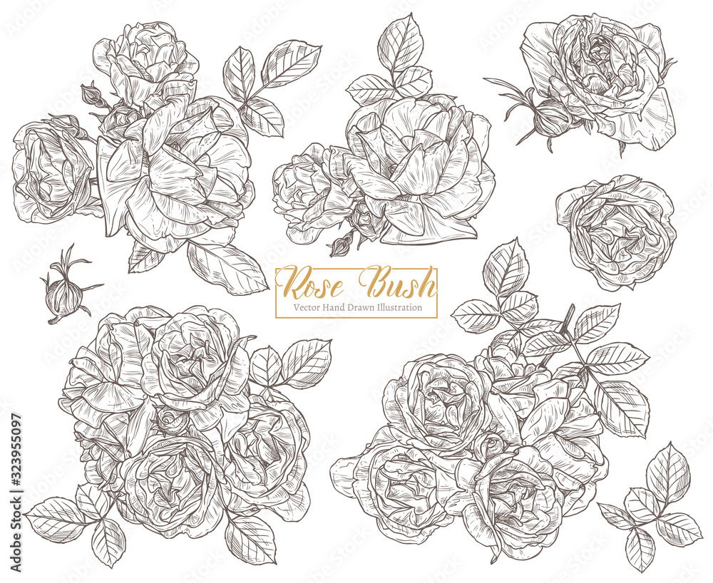 Set of vector sketch roses. Floral and botanical hand drawn collection of isolated flowers. Monochrome engravind plants Set of vector sketch roses. Floral and botanical hand drawn collection of isolated flowers. Monochrome engravind plants