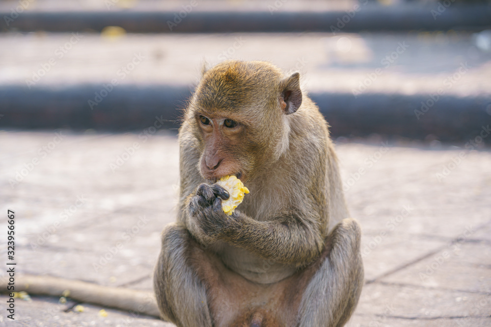 Obraz premium A thai monkey or Crab-eating macaque, Macaca Fascicularis Raffles Eating bananas and sitting and blur background in phra kal shrine, Lopburi THAILAND
