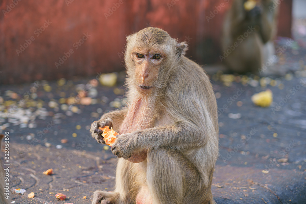 Naklejka premium A thai monkey or Crab-eating macaque, Macaca Fascicularis Raffles Eating bananas and sitting and blur background in phra kal shrine, Lopburi THAILAND