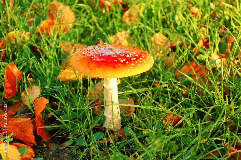 Fly Agaric Toadstool (Amanita muscaria). Fly Agaric Toadstool (Amanita muscaria).