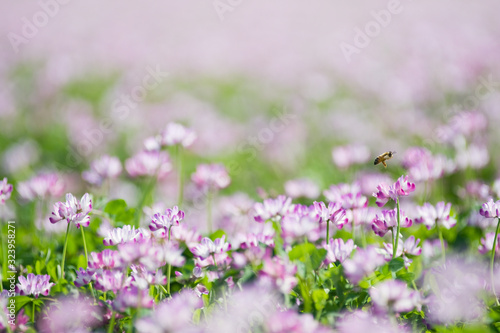 レンゲ畑で蜜を集めるミツバチ 