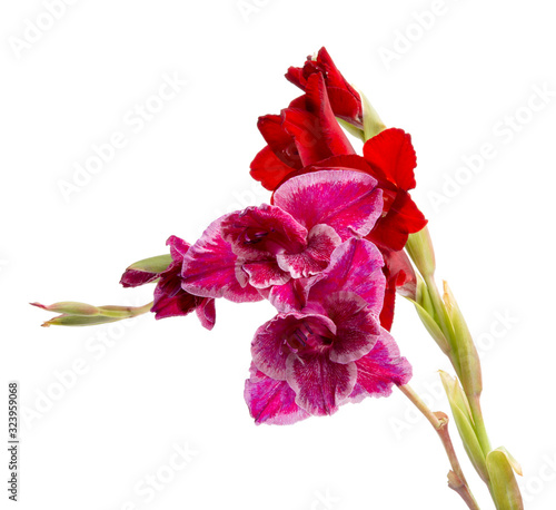 beautiful bright gladiolus flower isolated on the white