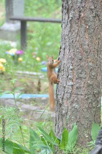 squirrel on tree © prokopjev