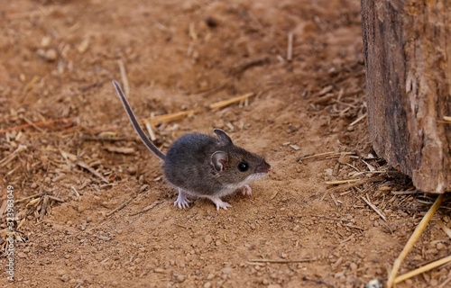 The deer mouse(Peromyscus maniculatus) is rodent, common most species often called the North American deermouse.