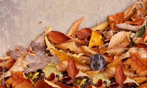 The deer mouse(Peromyscus maniculatus) is rodent, common most species often called the North American deermouse. photo