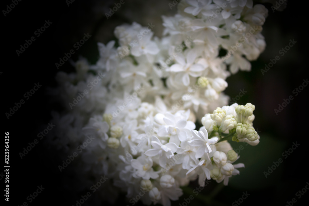 Spring nature Spring nature