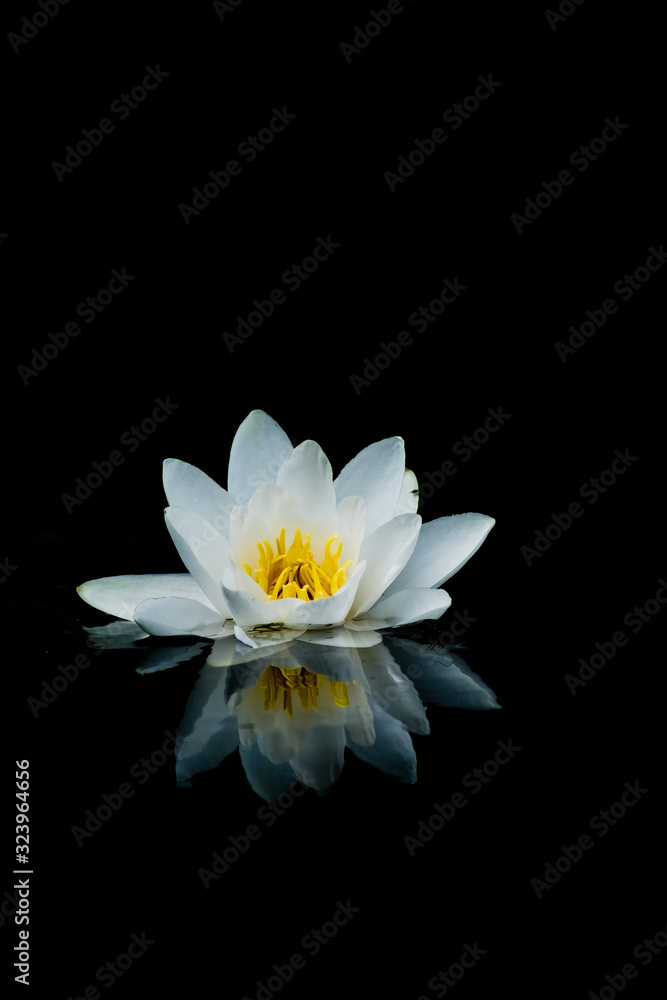 Seerose Seerose