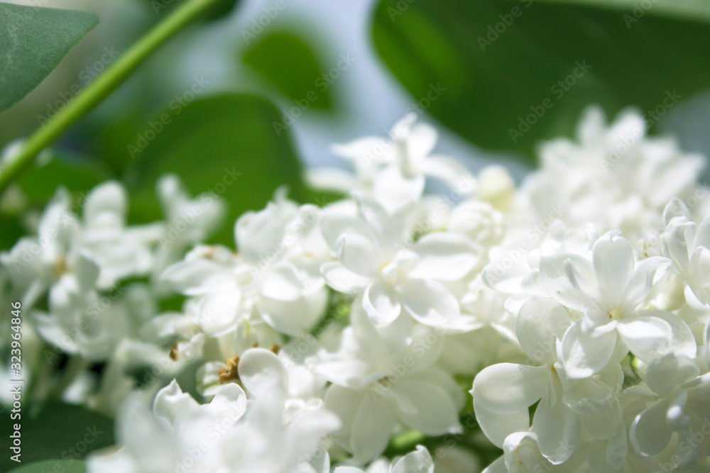 Spring nature Spring nature