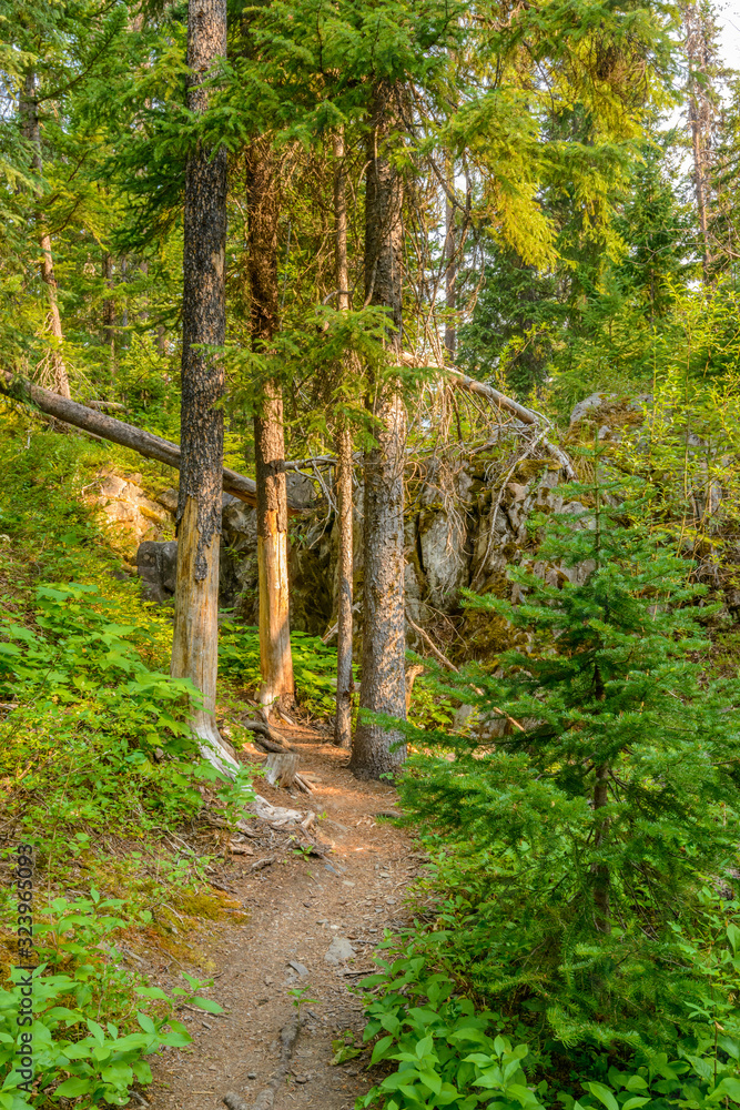 Fototapeta premium Beautiful Mountain Trail. Manning Park in British Columbia. Canada.