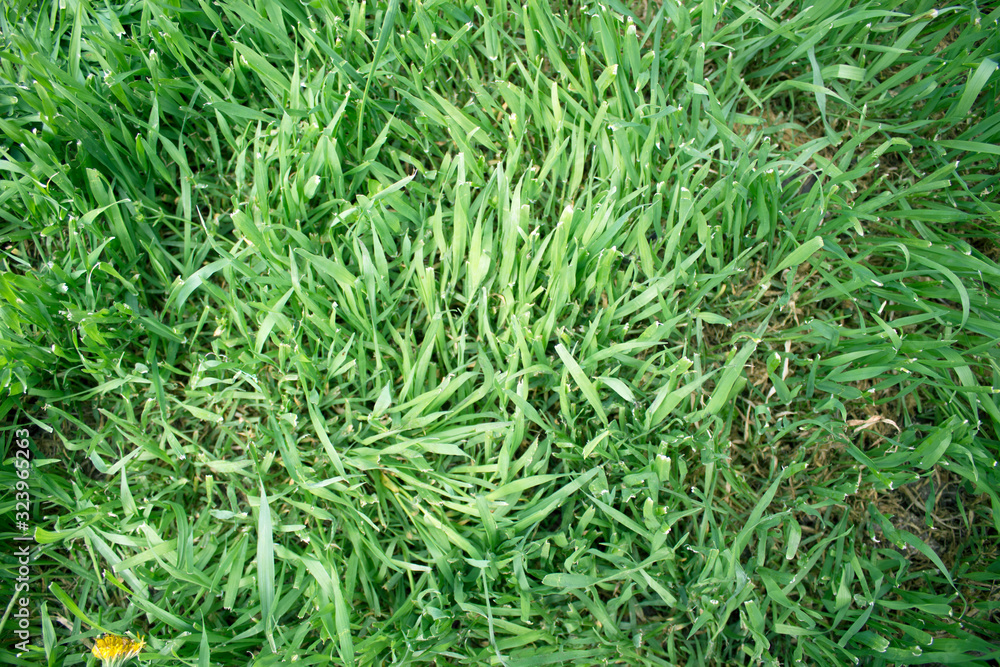 Green grass background Green grass background