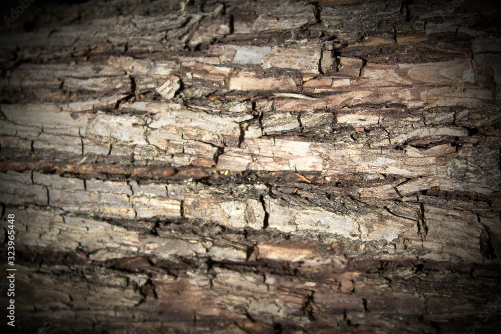 Background of firewood, sawn trees, bark Background of firewood, sawn trees, bark