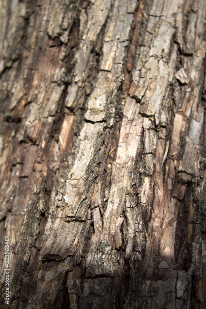 Background of firewood, sawn trees, bark Background of firewood, sawn trees, bark