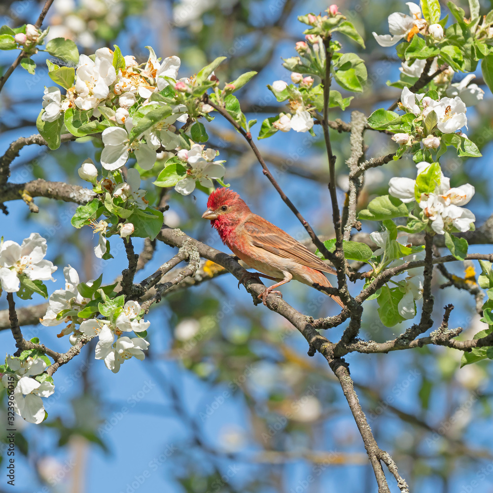 The common rosefinch (Carpodacus erythrinus) or scarlet rosefinch is the most widespread and common rosefinch of Asia and Europe. Common rosefinch (Carpodacus erythrinus) male singing on bush. The common rosefinch (Carpodacus erythrinus) or scarlet rosefinch is the most widespread and common rosefinch of Asia and Europe. Common rosefinch (Carpodacus erythrinus) male singing on bush.