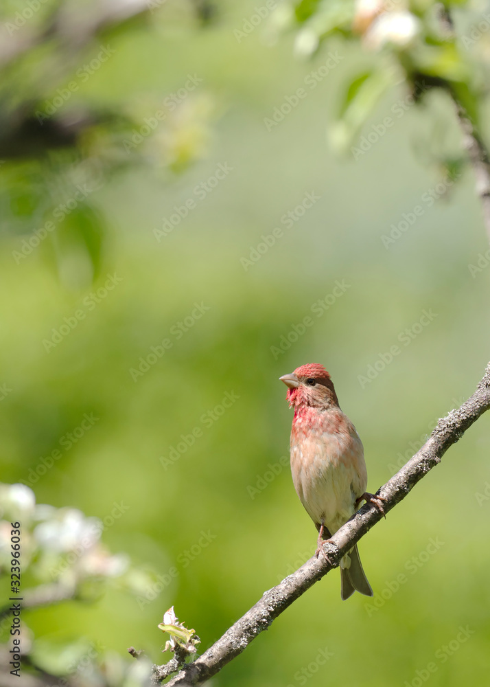The common rosefinch (Carpodacus erythrinus) or scarlet rosefinch is the most widespread and common rosefinch of Asia and Europe. Common rosefinch (Carpodacus erythrinus) male singing on bush. The common rosefinch (Carpodacus erythrinus) or scarlet rosefinch is the most widespread and common rosefinch of Asia and Europe. Common rosefinch (Carpodacus erythrinus) male singing on bush.