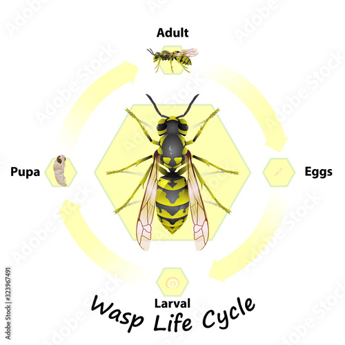 Wasp Life Cycle vector for agriculture,education,Science,Graphic design,Artwork.