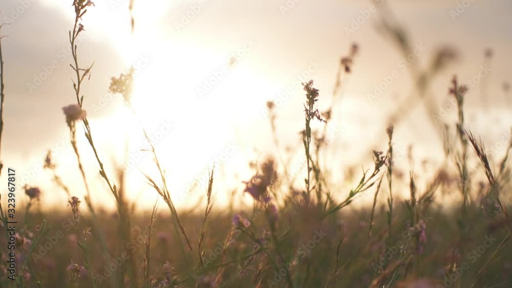 SLOW MOTION, Summer sunset illuminates the blooming fields of pink flowers in countryside. Picturesque view of the endless aromatic fields of flowers in tranquil part of Dubai, uae , summer landscape SLOW MOTION, Summer sunset illuminates the blooming fields of pink flowers in countryside. Picturesque view of the endless aromatic fields of flowers in tranquil part of Dubai, uae , summer landscape