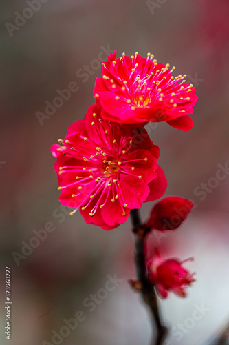 早春の紅色の鮮やかな梅の花