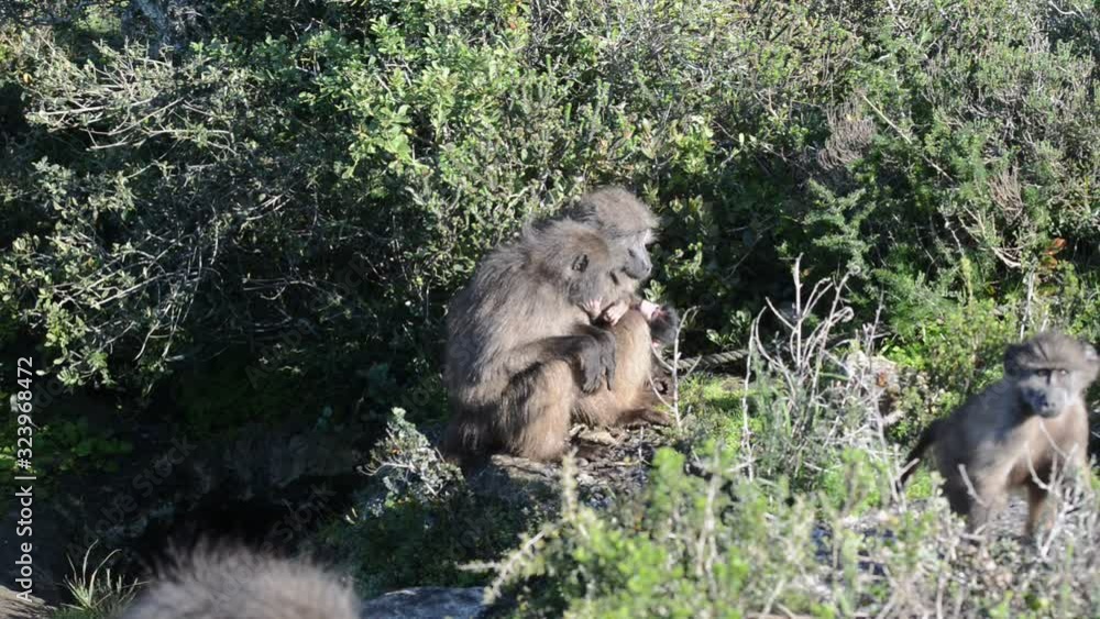 Two female Chacma baboons sit holding an infant while a juvenile walks into frame Two female Chacma baboons sit holding an infant while a juvenile walks into frame