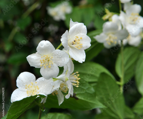 Jasmine blooms in the garden