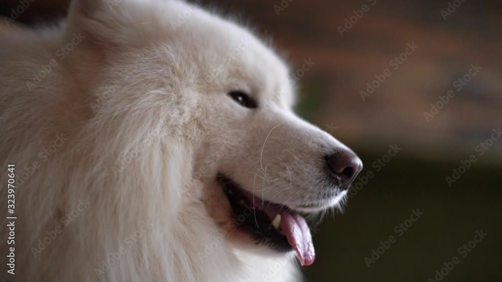 Close-up of the face of a white fluffy dog of the Samoyed breed who breathes with his tongue sticking out. Shooting from below in slow motion. Close-up of the face of a white fluffy dog of the Samoyed breed who breathes with his tongue sticking out. Shooting from below in slow motion.