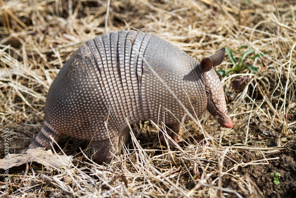 Obraz premium Armadillo, nine banded armadillo in Oklahoma
