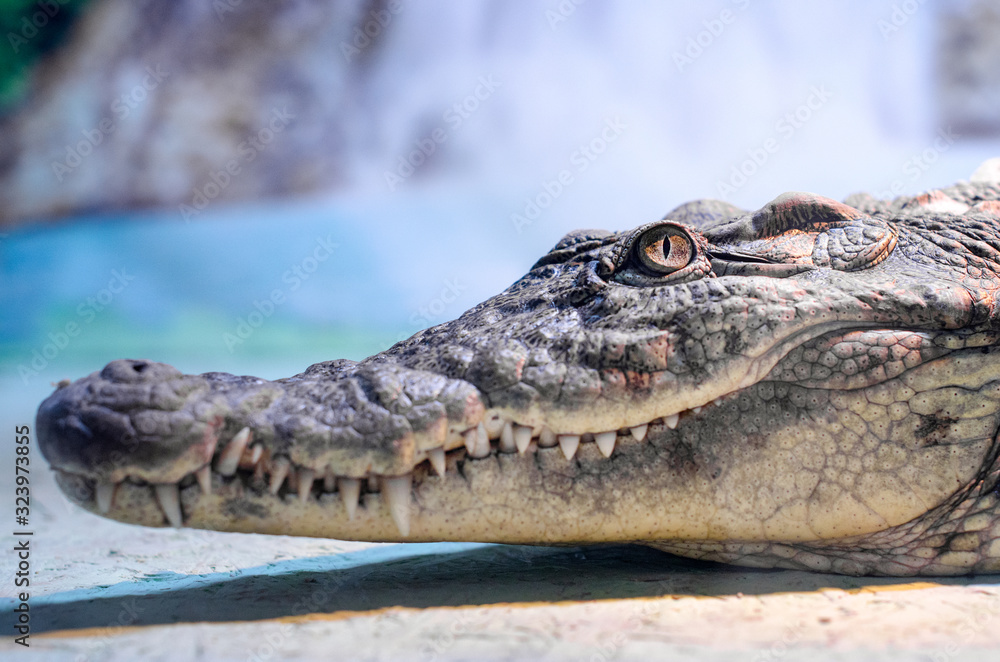 Obraz premium crocodile head with toothy mouth and green eye closeup