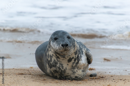 Grey seal looking at the camera, known as Atlantic horsehead seal or Halichoerus grypus, ashore to breed in England