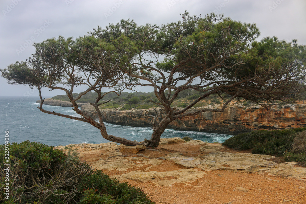 Alleinstehender Baum auf Felsen an der stürmischen Küste Mallorcas Alleinstehender Baum auf Felsen an der stürmischen Küste Mallorcas