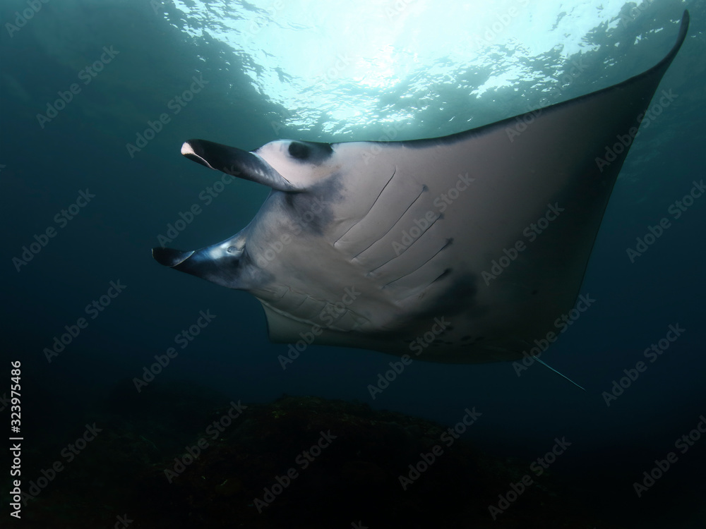 Manta ray swim into clear blue water