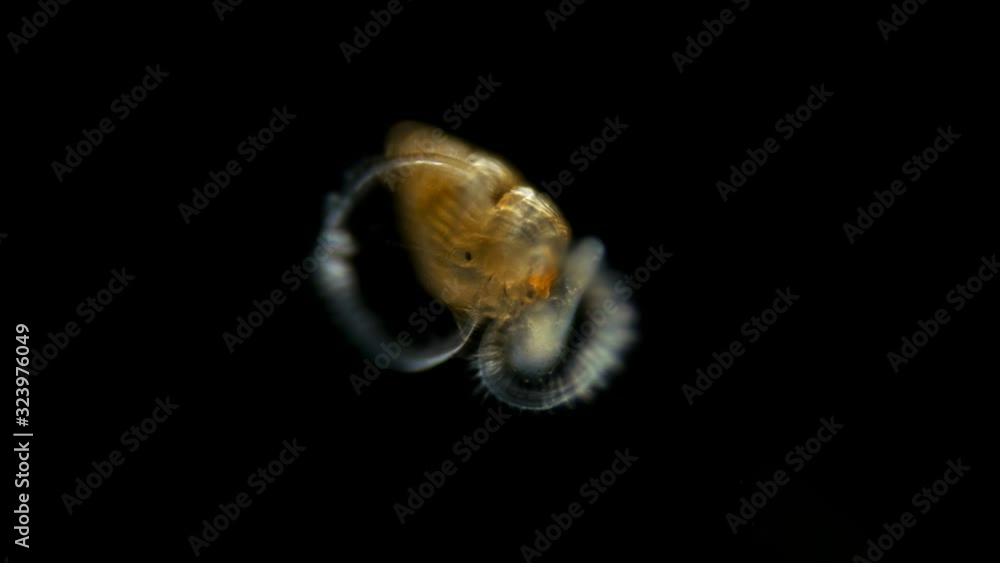 a larva of a sea snail under a microscope, called veliger, class