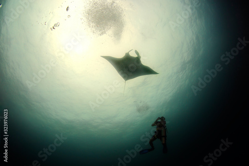 Manta ray swim into clear blue water