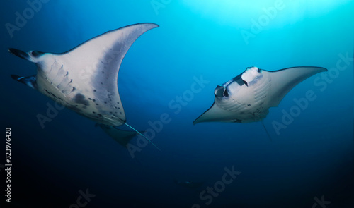 Manta ray swim into clear blue water © Юрий Свирский