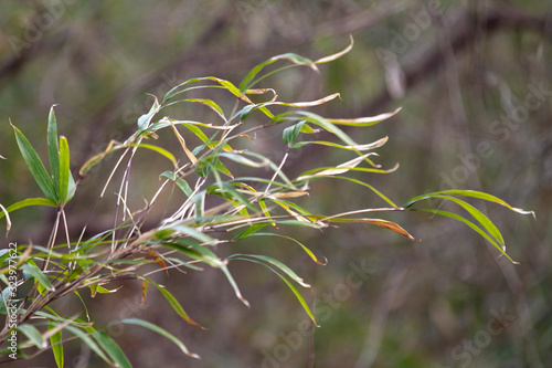 Arundinaria gigantea or river cane photo