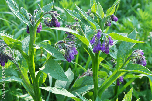 In the meadow, the comfrey (Symphytum officinale) is blooming photo