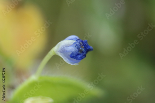rice grain size blue flower macro photo