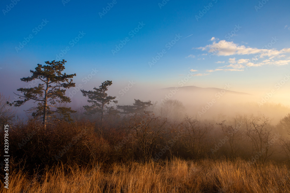 Sunset over misty forest in golden color and vivid blue sky. Matras mountain at Matrafured, Hungary