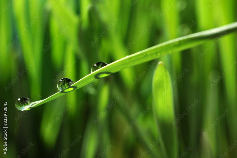 Water drops on grass blade against blurred background, closeup Water drops on grass blade against blurred background, closeup