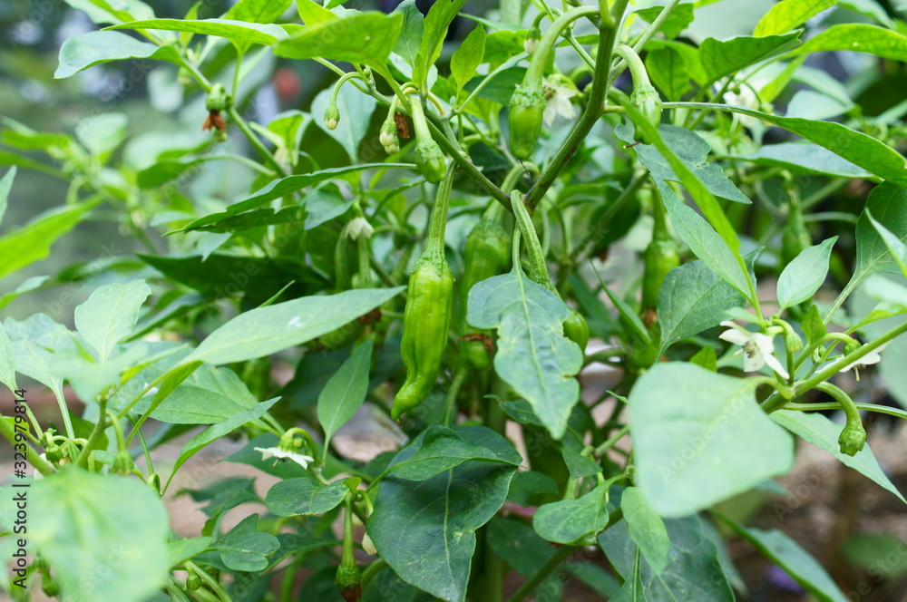 Growing peppers in the field
