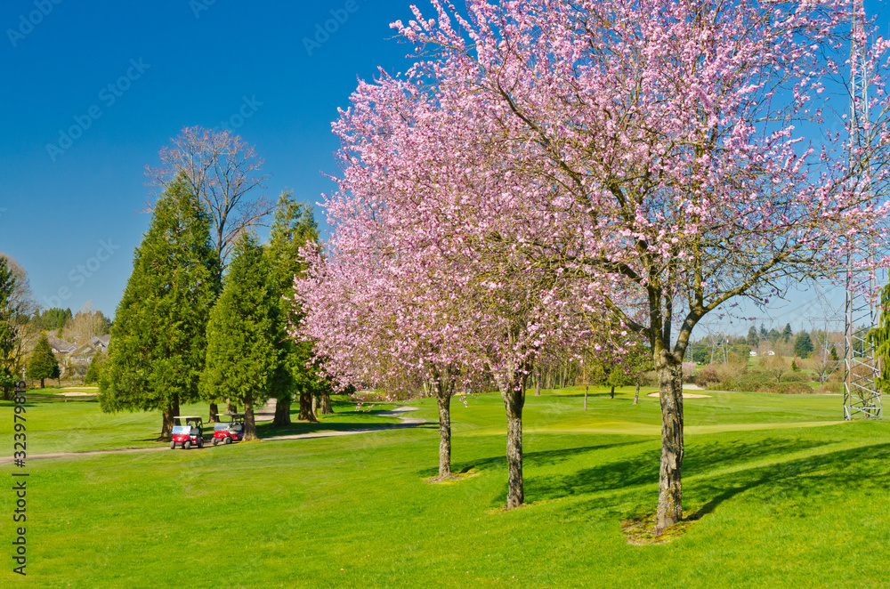 Obraz premium Beautiful golf place with gorgeous green and blossom cherry tree