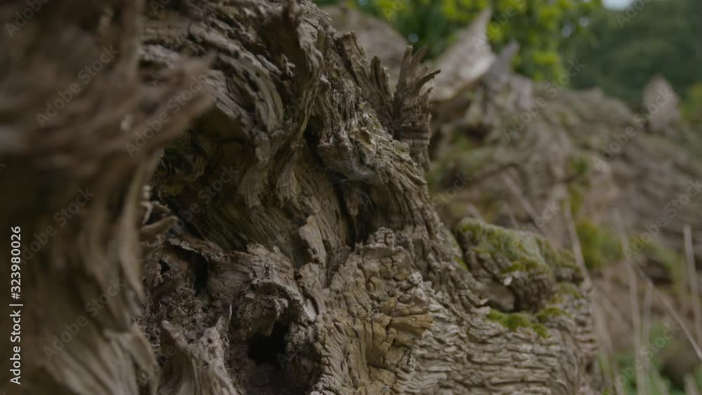 A daylight extreme closeup shot of the deterioration of a tree bark and its texture on an aging trunk of driftwood. A daylight extreme closeup shot of the deterioration of a tree bark and its texture on an aging trunk of driftwood.