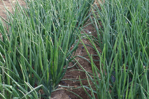 Growing green onions in the field