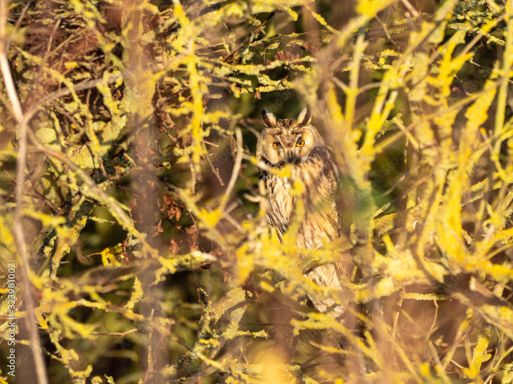 Long Eared Owl (Strix otus) Hiding in a Bush Long Eared Owl (Strix otus) Hiding in a Bush