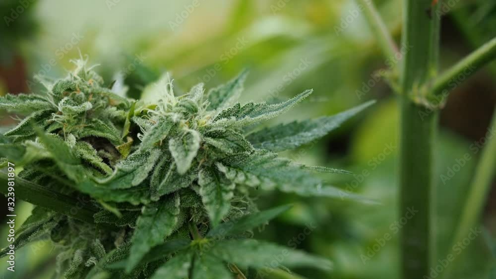 Hemp (cannabis) bud HD VIDEO. Ripe blooming female marijuana flower and leafs growing in homemade garden. Shallow depth of field and blurred background. Illuminated by sunlight. Close-up. Hemp (cannabis) bud HD VIDEO. Ripe blooming female marijuana flower and leafs growing in homemade garden. Shallow depth of field and blurred background. Illuminated by sunlight. Close-up.
