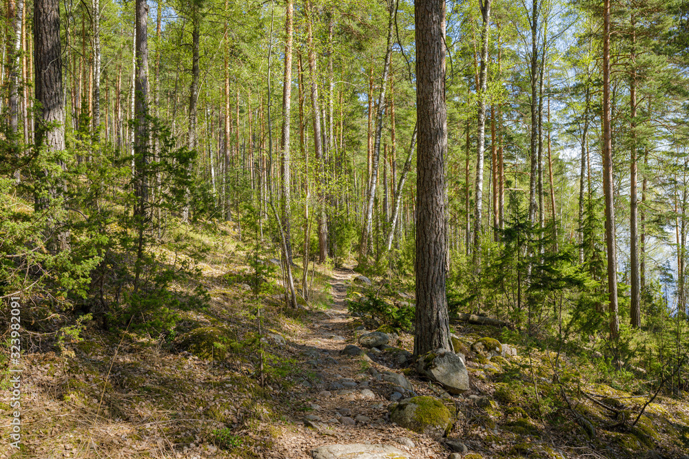 Forest landscape at summer day in Finland