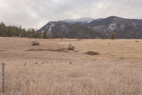 Large grass pasture with cattle fencing in front of tree covered mountain range
