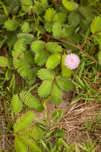 Mimosa pudica blooming wildflower in nature