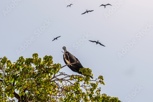 The birds flying over Iguana Island located on Pacific Ocean of the Azuero Peninsula coast near Pedasi in Panama. photo