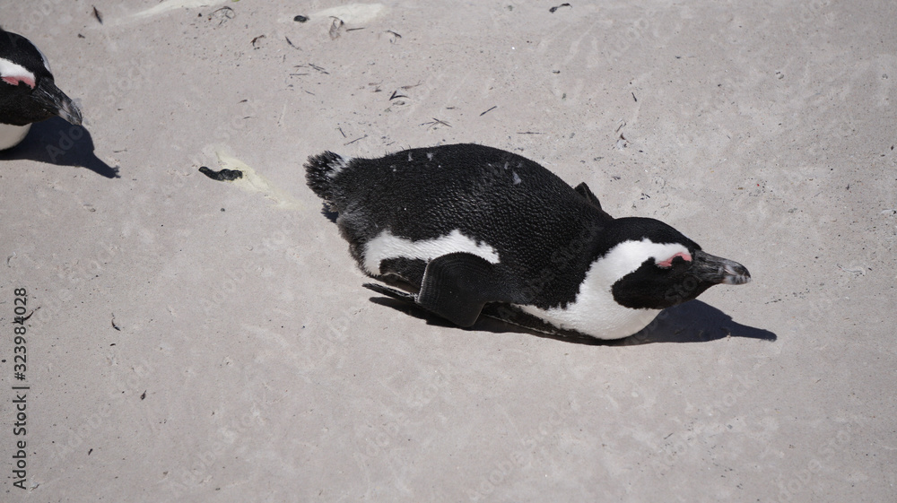 Fototapeta premium Cute baby South African penguin shedding in Boulders beach near Cape Town south Africa